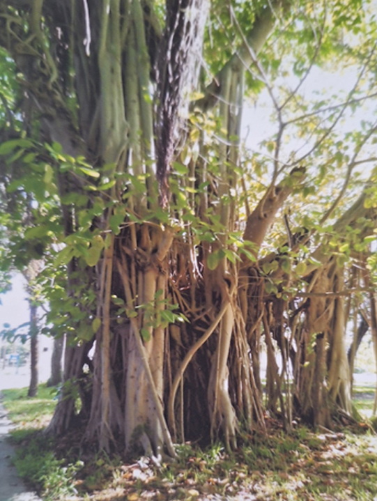 Tree on North Orange Ave